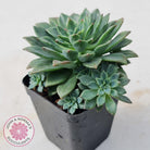 Echeveria Green Emerald