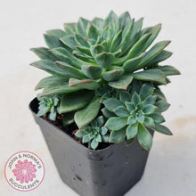 Load image into Gallery viewer, Echeveria Green Emerald - John &amp; Norma&#39;s Succulents
