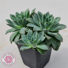 Load image into Gallery viewer, Echeveria Green Emerald - John &amp; Norma&#39;s Succulents
