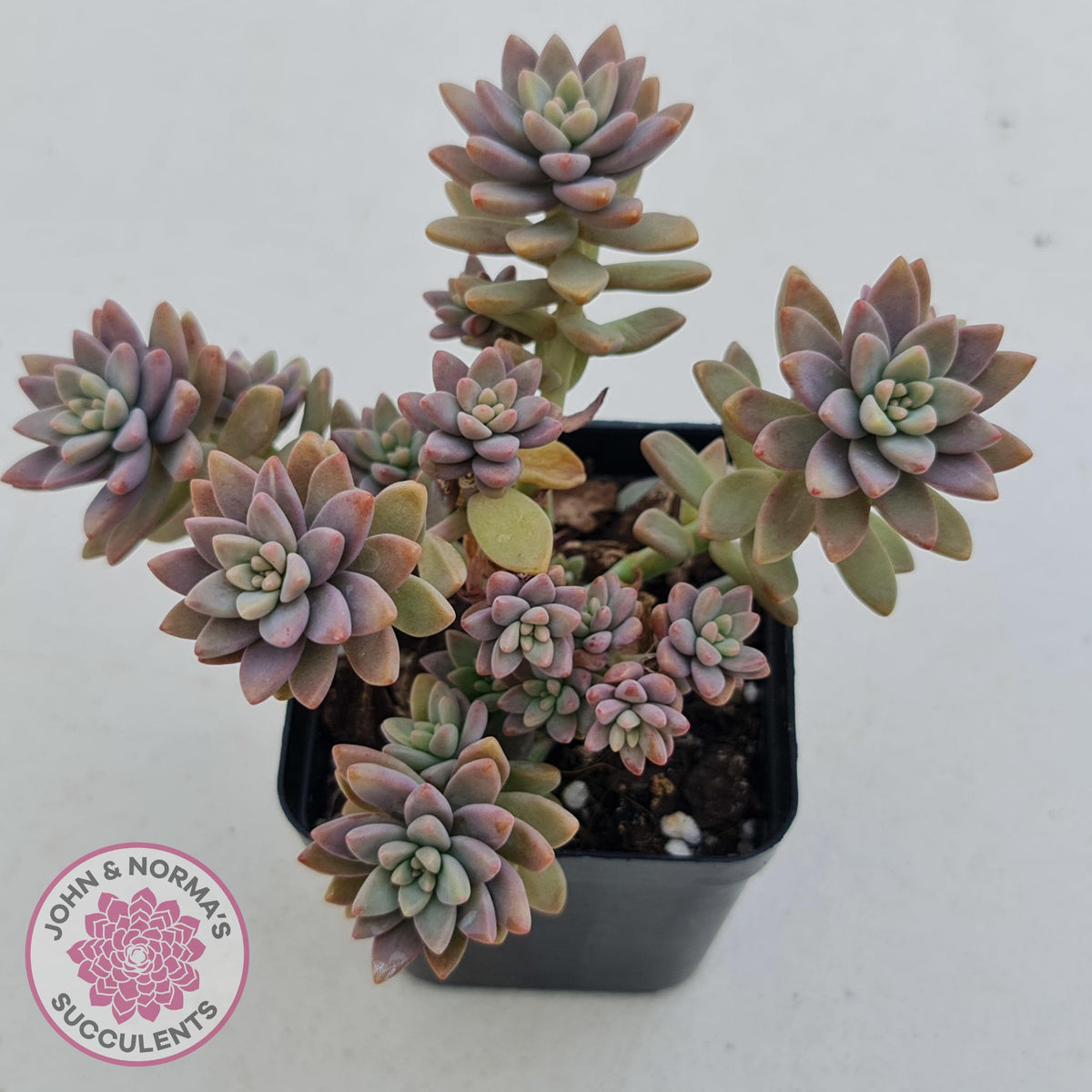 Sedeveria Pink Granite