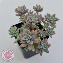 Load image into Gallery viewer, Sedeveria Pink Granite - John &amp; Norma&#39;s Succulents
