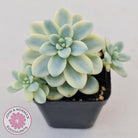 Sedum clavatum variegated (Multi)