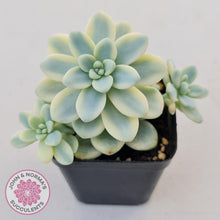 Load image into Gallery viewer, Sedum clavatum variegated - John &amp; Norma&#39;s Succulents
