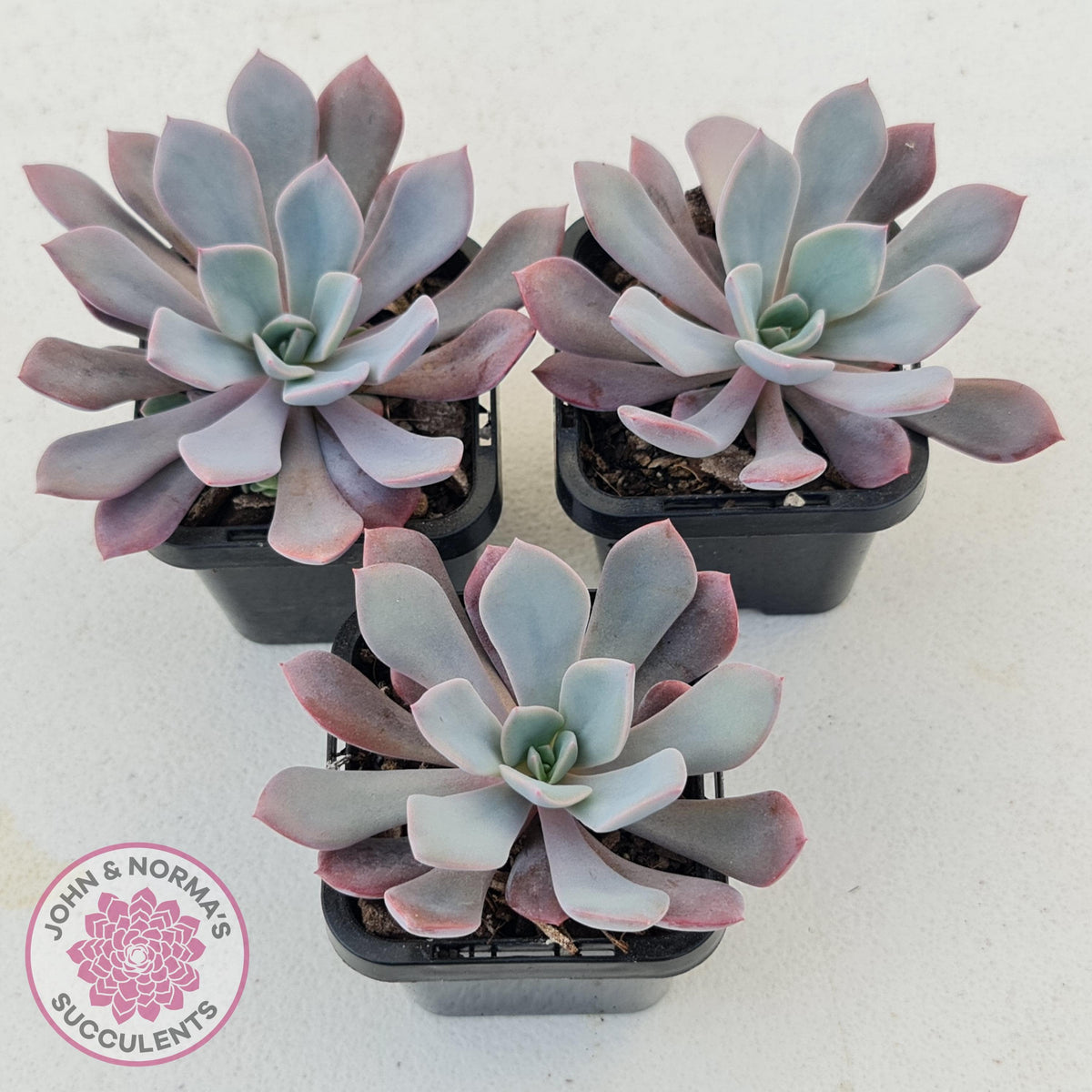 Graptoveria 'Debbie'