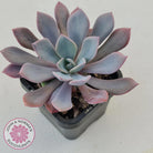 Graptoveria 'Debbie'
