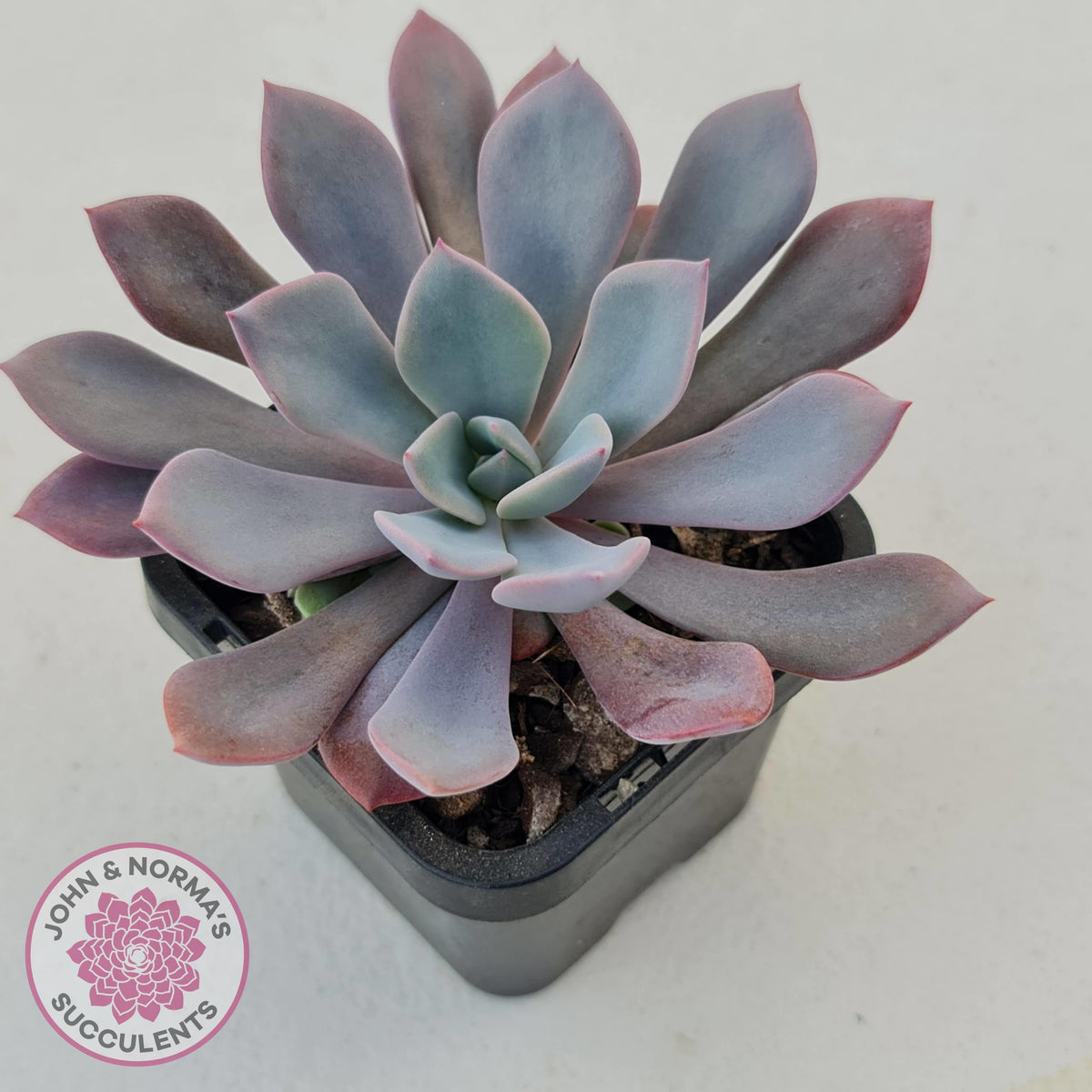 Graptoveria 'Debbie'