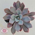 Graptoveria 'Debbie'