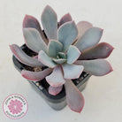 Graptoveria 'Debbie'