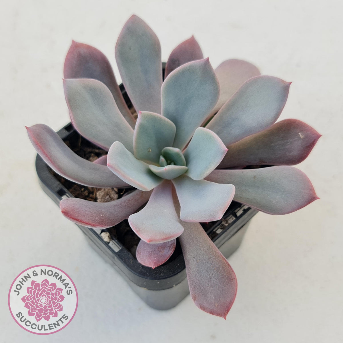 Graptoveria 'Debbie'