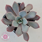 Graptoveria 'Debbie'