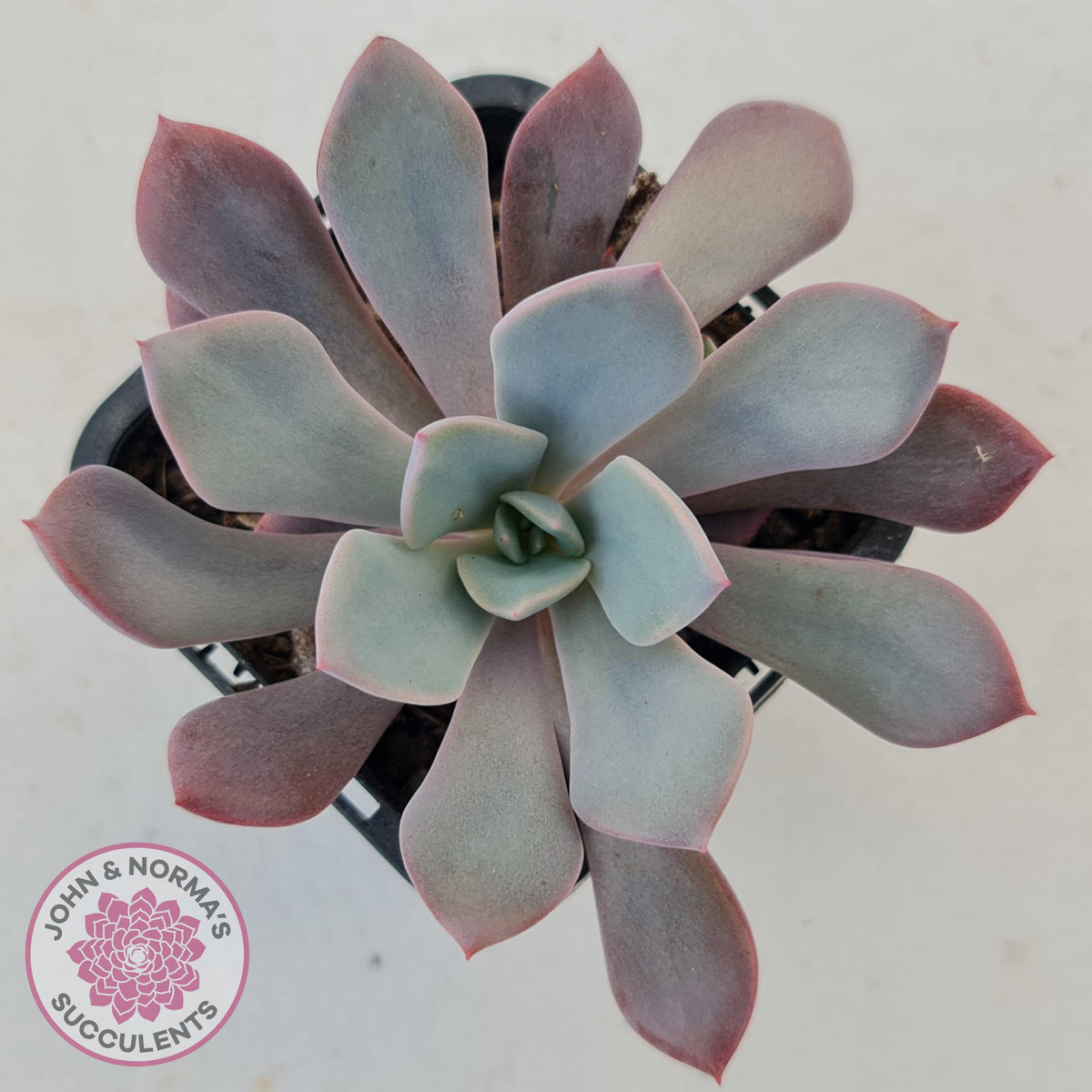 Graptoveria 'Debbie'