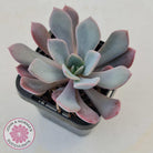 Graptoveria 'Debbie'