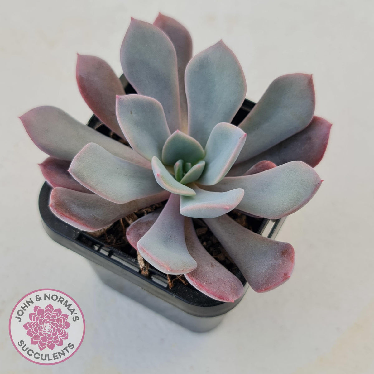 Graptoveria 'Debbie'