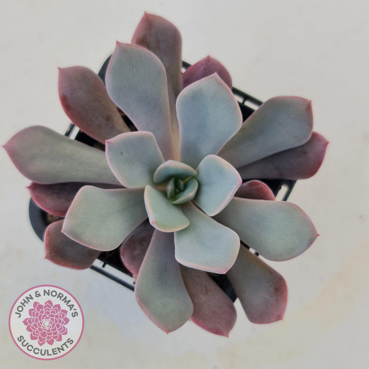 Graptoveria 'Debbie'