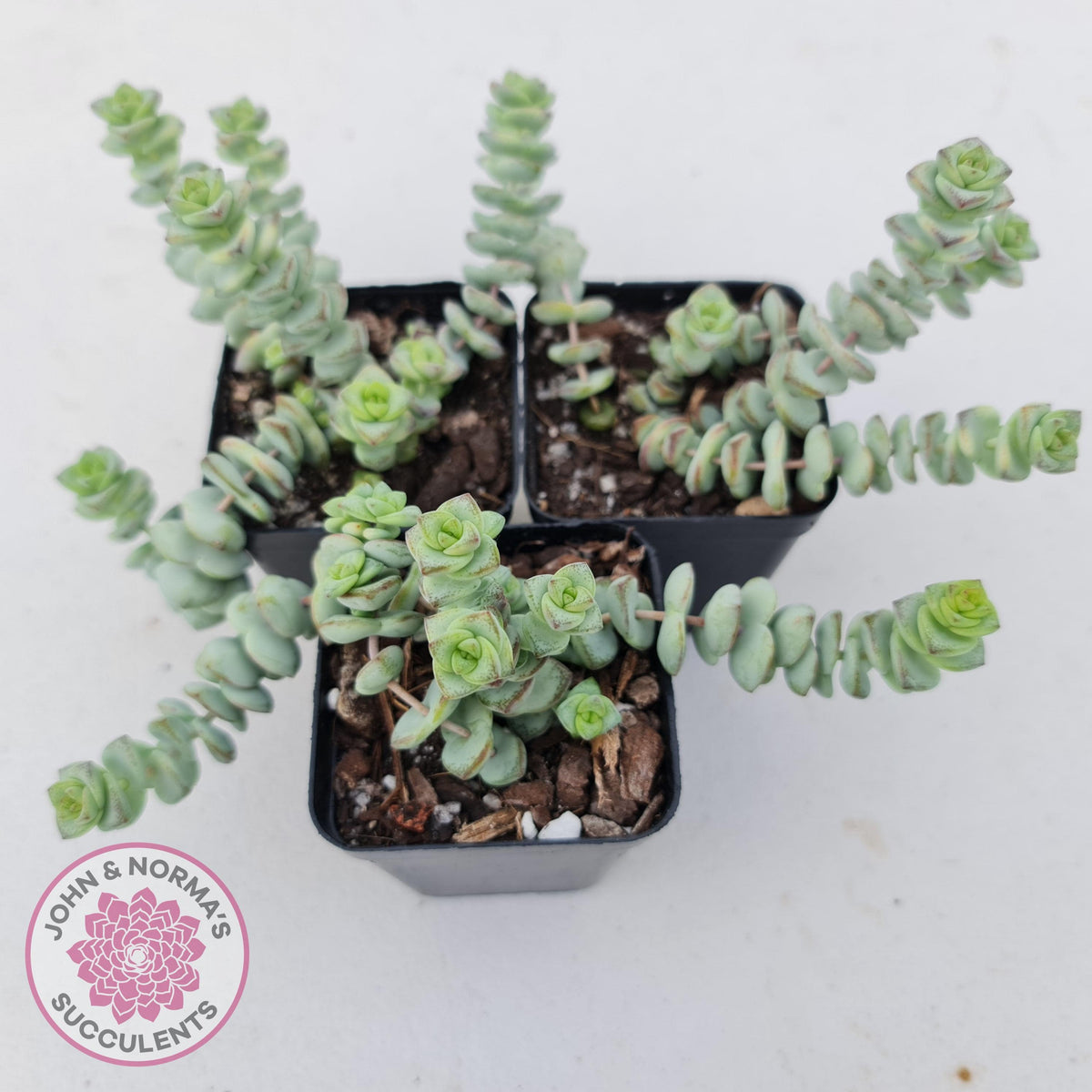 Crassula perforata - mini weeping form