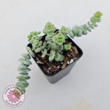 Load image into Gallery viewer, Crassula perforata - mini weeping form - John &amp; Norma&#39;s Succulents
