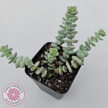 Load image into Gallery viewer, Crassula perforata - mini weeping form - John &amp; Norma&#39;s Succulents
