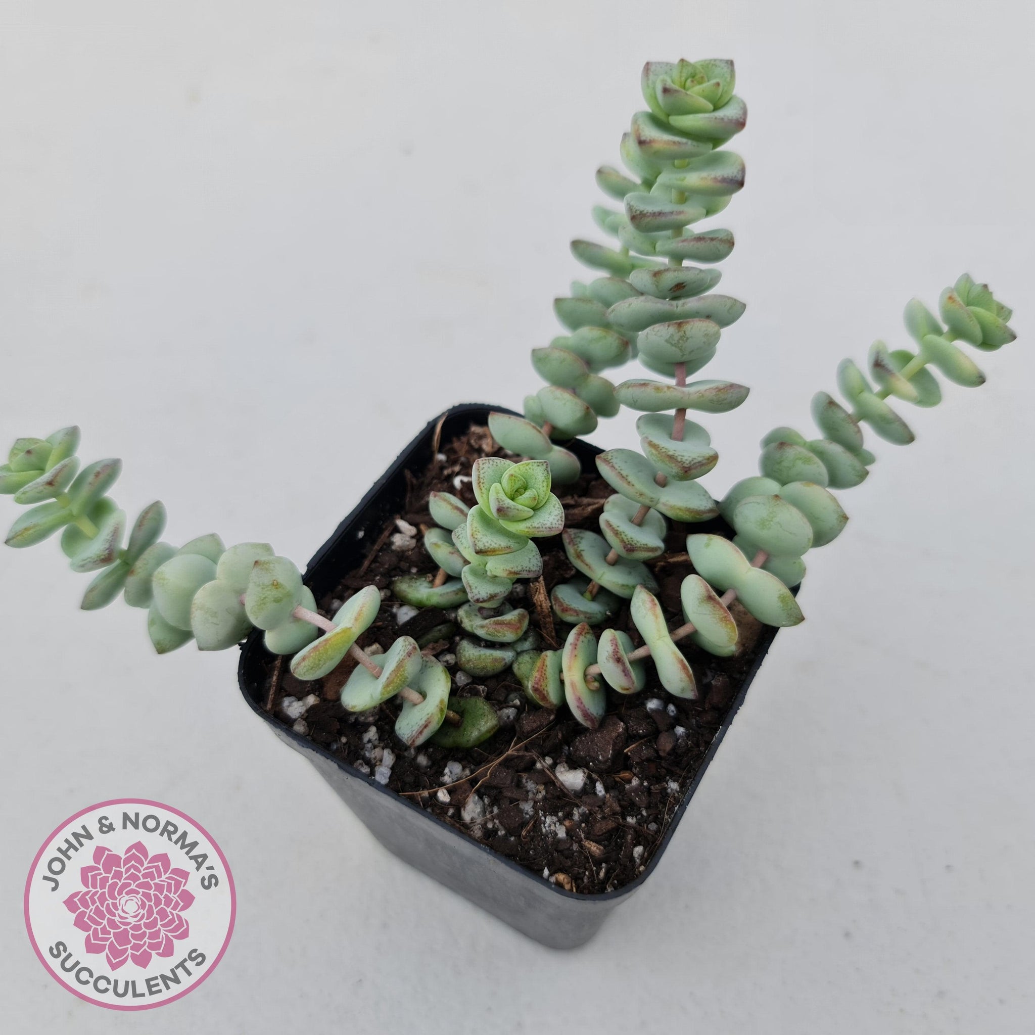 weeping succulents Buy Crassula perforata - mini weeping form Australia
