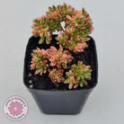 Aeonium sedifolium Variegated
