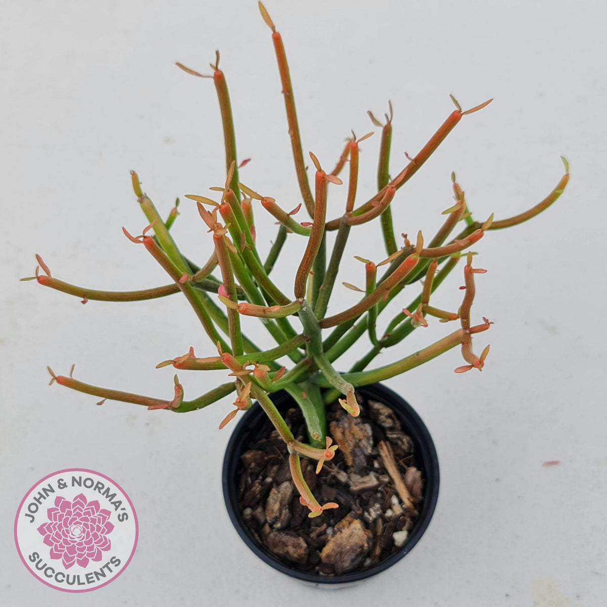 Euphorbia tirucalli 'Fire Sticks'
