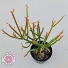 Euphorbia tirucalli 'Fire Sticks'