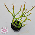 Euphorbia tirucalli 'Fire Sticks'