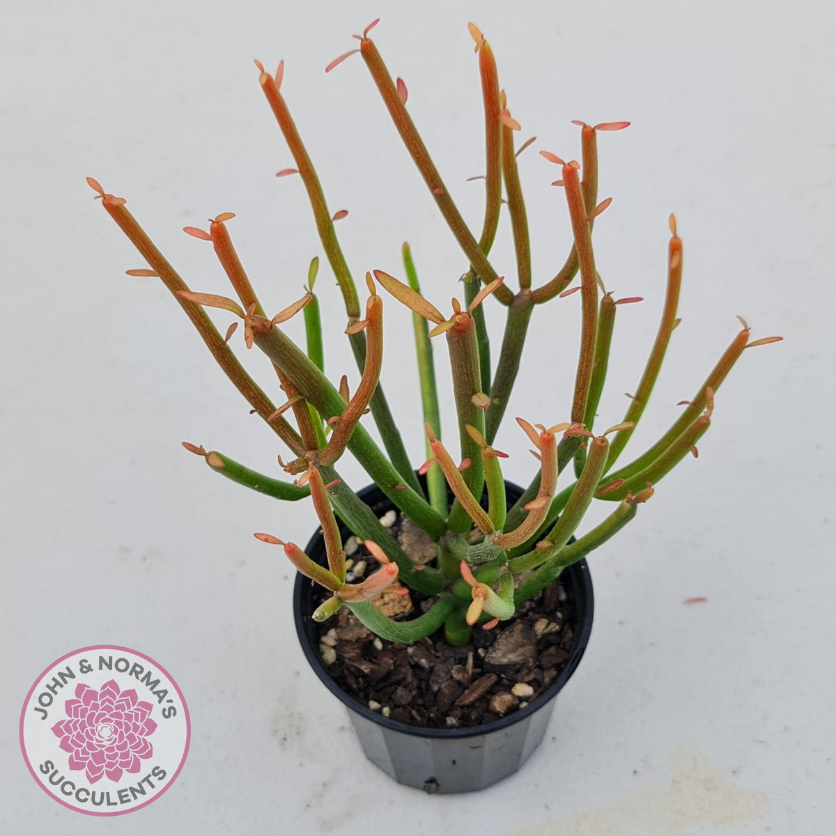 Euphorbia tirucalli 'Fire Sticks'