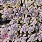 Graptopetalum 'Purple Delight' aka Graptoveria Crystal