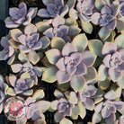 Graptopetalum 'Purple Delight' aka Graptoveria Crystal
