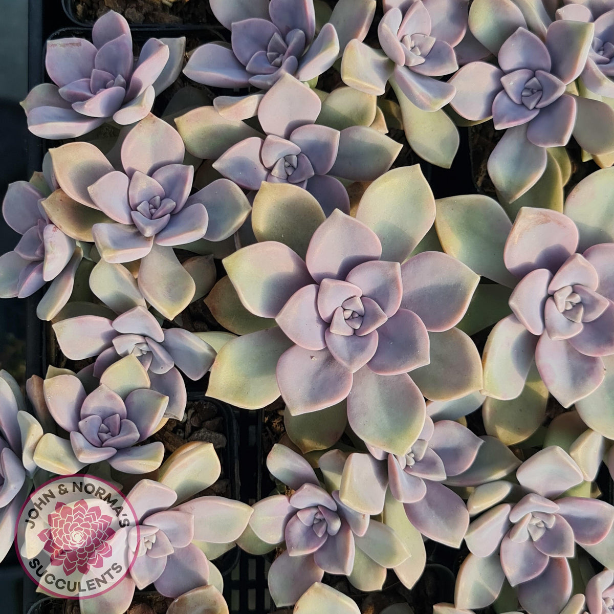 Graptopetalum 'Purple Delight' aka Graptoveria Crystal