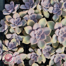 Load image into Gallery viewer, Graptopetalum &#39;Purple Delight&#39; - Graptoveria Crystal - John &amp; Norma&#39;s Succulents
