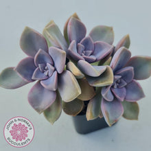 Load image into Gallery viewer, Graptopetalum &#39;Purple Delight&#39; - Graptoveria Crystal - John &amp; Norma&#39;s Succulents
