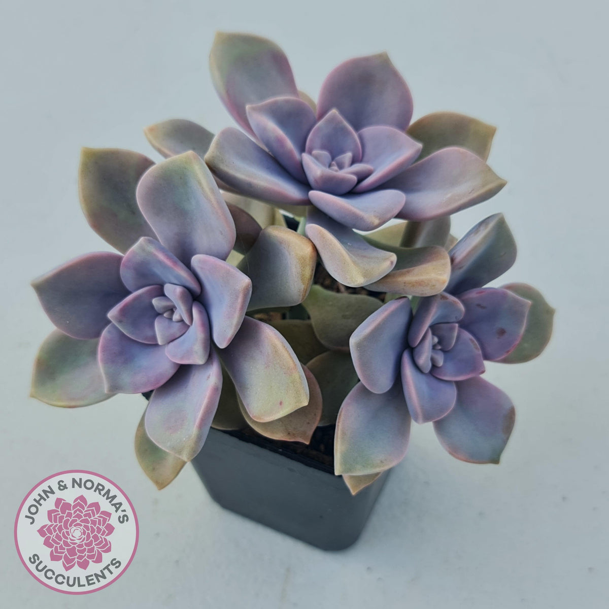 Graptopetalum 'Purple Delight' aka Graptoveria Crystal