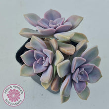 Load image into Gallery viewer, Graptopetalum &#39;Purple Delight&#39; - Graptoveria Crystal - John &amp; Norma&#39;s Succulents
