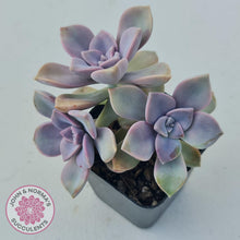 Load image into Gallery viewer, Graptopetalum &#39;Purple Delight&#39; - Graptoveria Crystal - John &amp; Norma&#39;s Succulents
