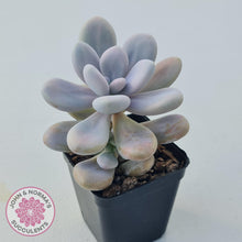 Load image into Gallery viewer, Graptopetalum amethystinum - Lavender Pebbles - John &amp; Norma&#39;s Succulents
