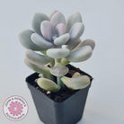 Graptopetalum amethystinum - Lavender Pebbles