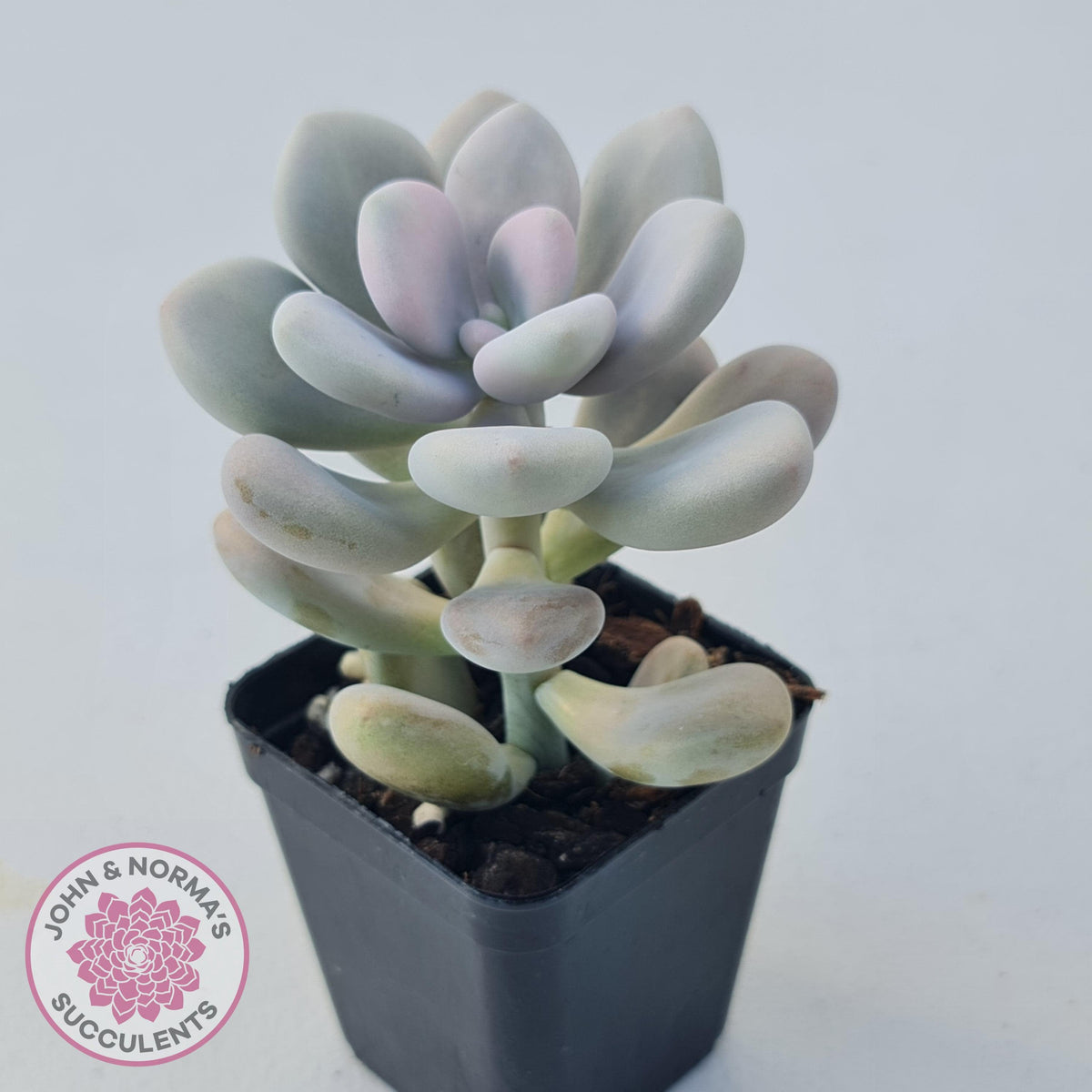 Graptopetalum amethystinum - Lavender Pebbles