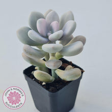 Load image into Gallery viewer, Graptopetalum amethystinum - Lavender Pebbles - John &amp; Norma&#39;s Succulents
