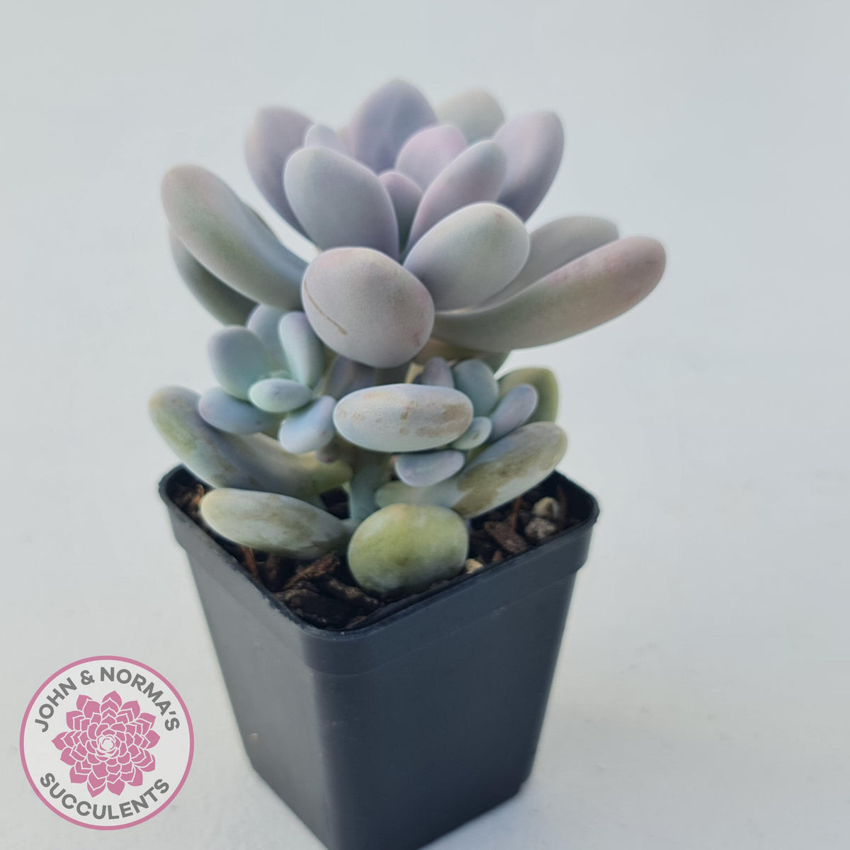 Graptopetalum amethystinum - Lavender Pebbles