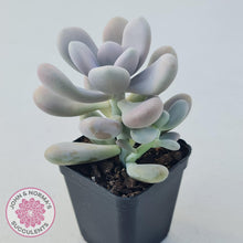 Load image into Gallery viewer, Graptopetalum amethystinum - Lavender Pebbles - John &amp; Norma&#39;s Succulents
