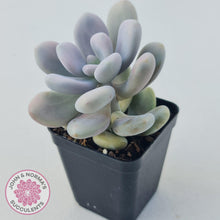 Load image into Gallery viewer, Graptopetalum amethystinum - Lavender Pebbles - John &amp; Norma&#39;s Succulents
