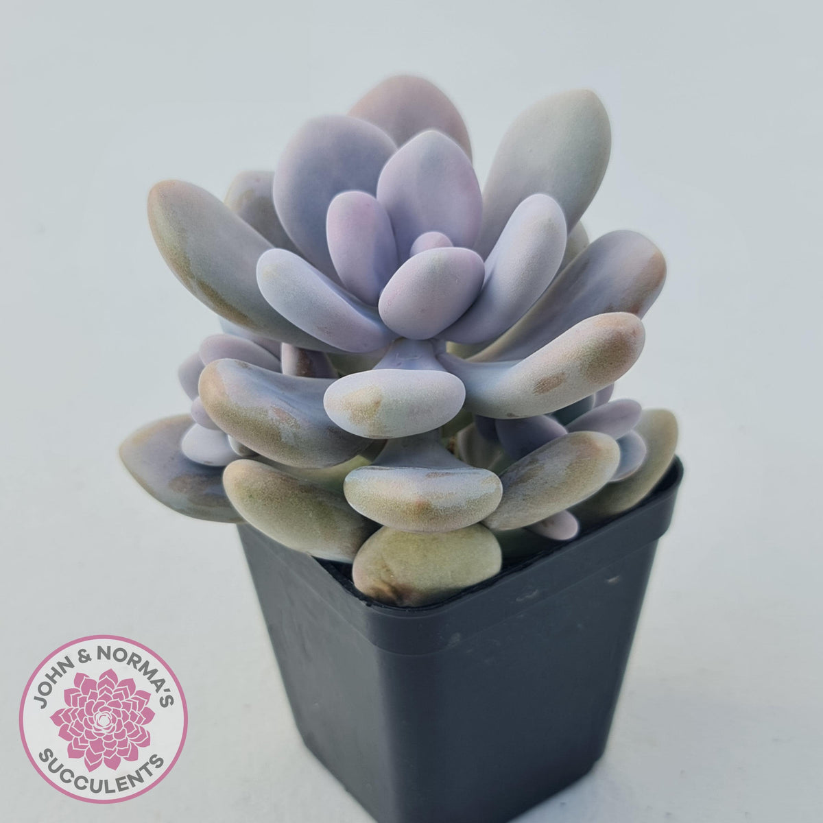 Graptopetalum amethystinum - Lavender Pebbles