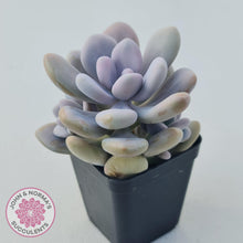 Load image into Gallery viewer, Graptopetalum amethystinum - Lavender Pebbles - John &amp; Norma&#39;s Succulents
