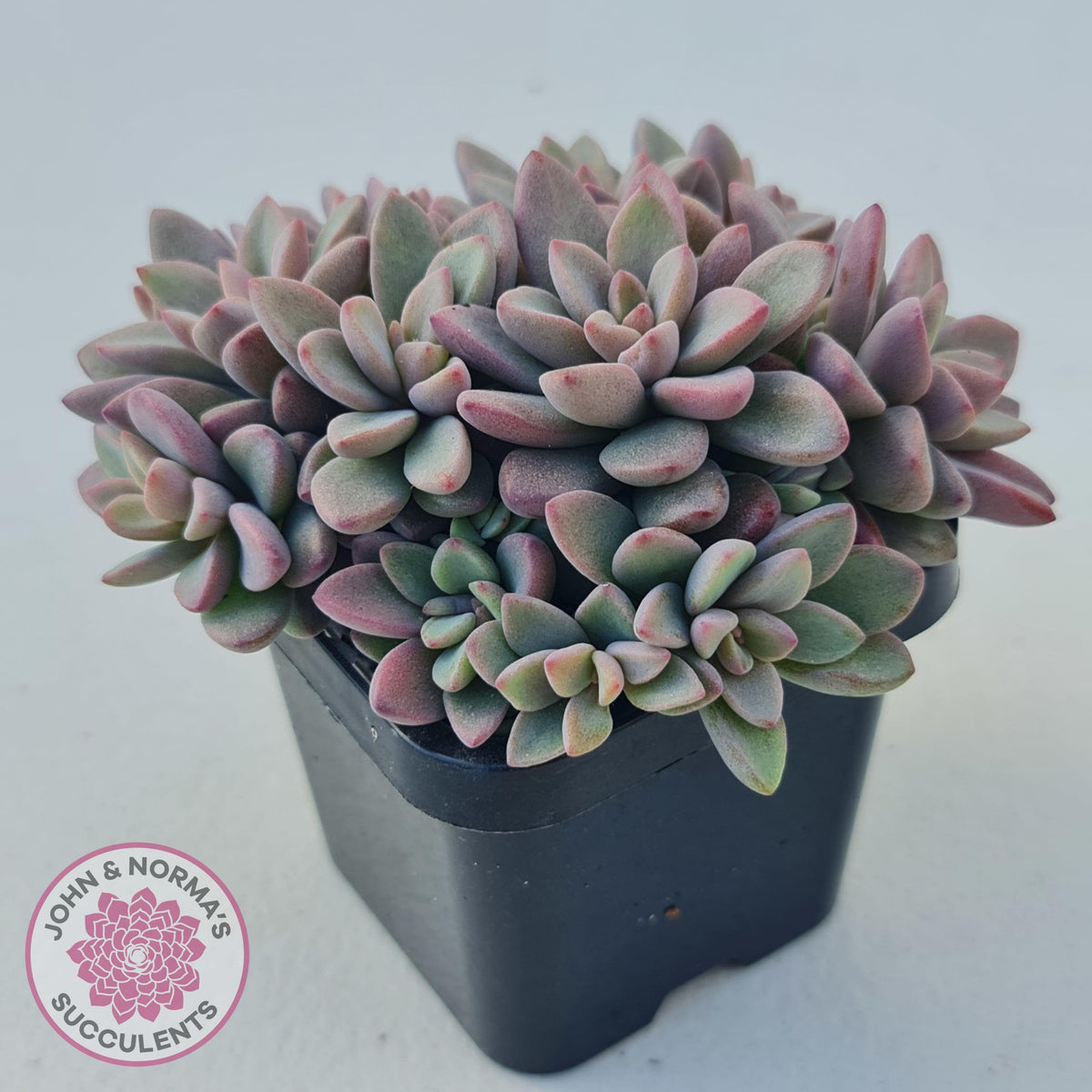 Echeveria manaudes