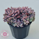 Echeveria manaudes