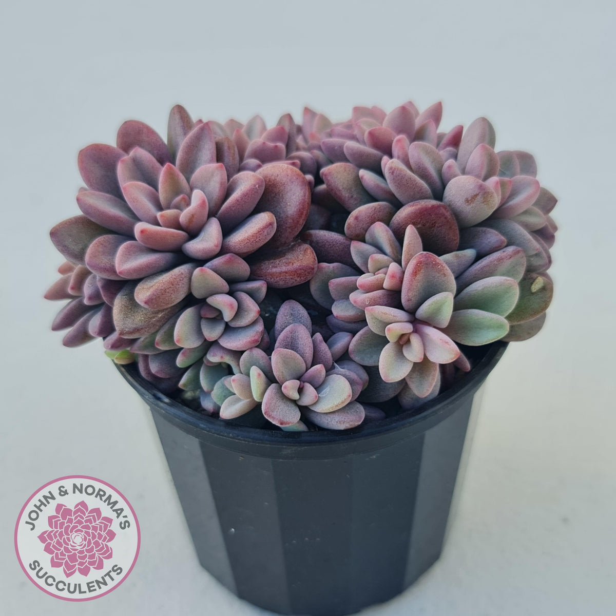 Echeveria manaudes