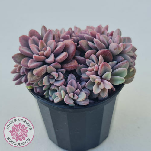 Echeveria manaudes - John & Norma's Succulents
