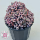 Echeveria manaudes