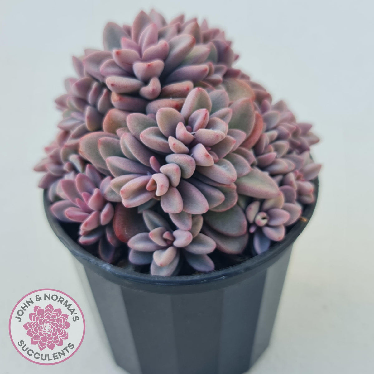 Echeveria manaudes